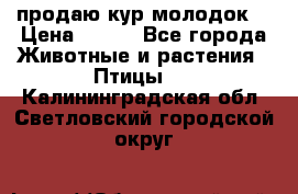 продаю кур молодок. › Цена ­ 320 - Все города Животные и растения » Птицы   . Калининградская обл.,Светловский городской округ 